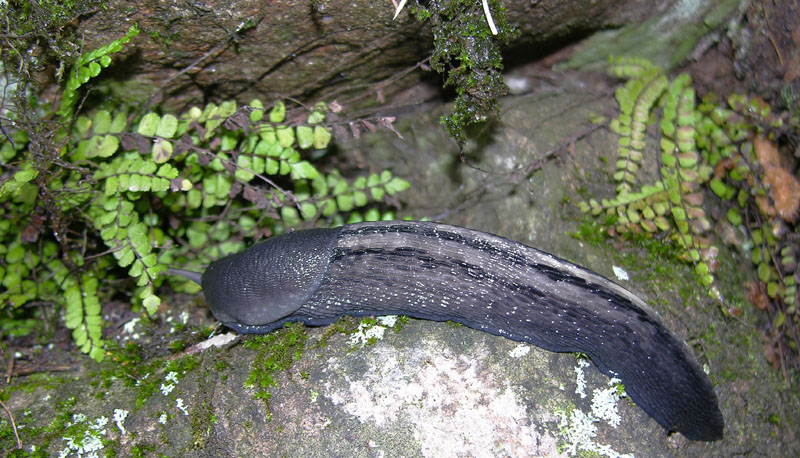 Limax cinereoniger da Baselga di Pin (TN)